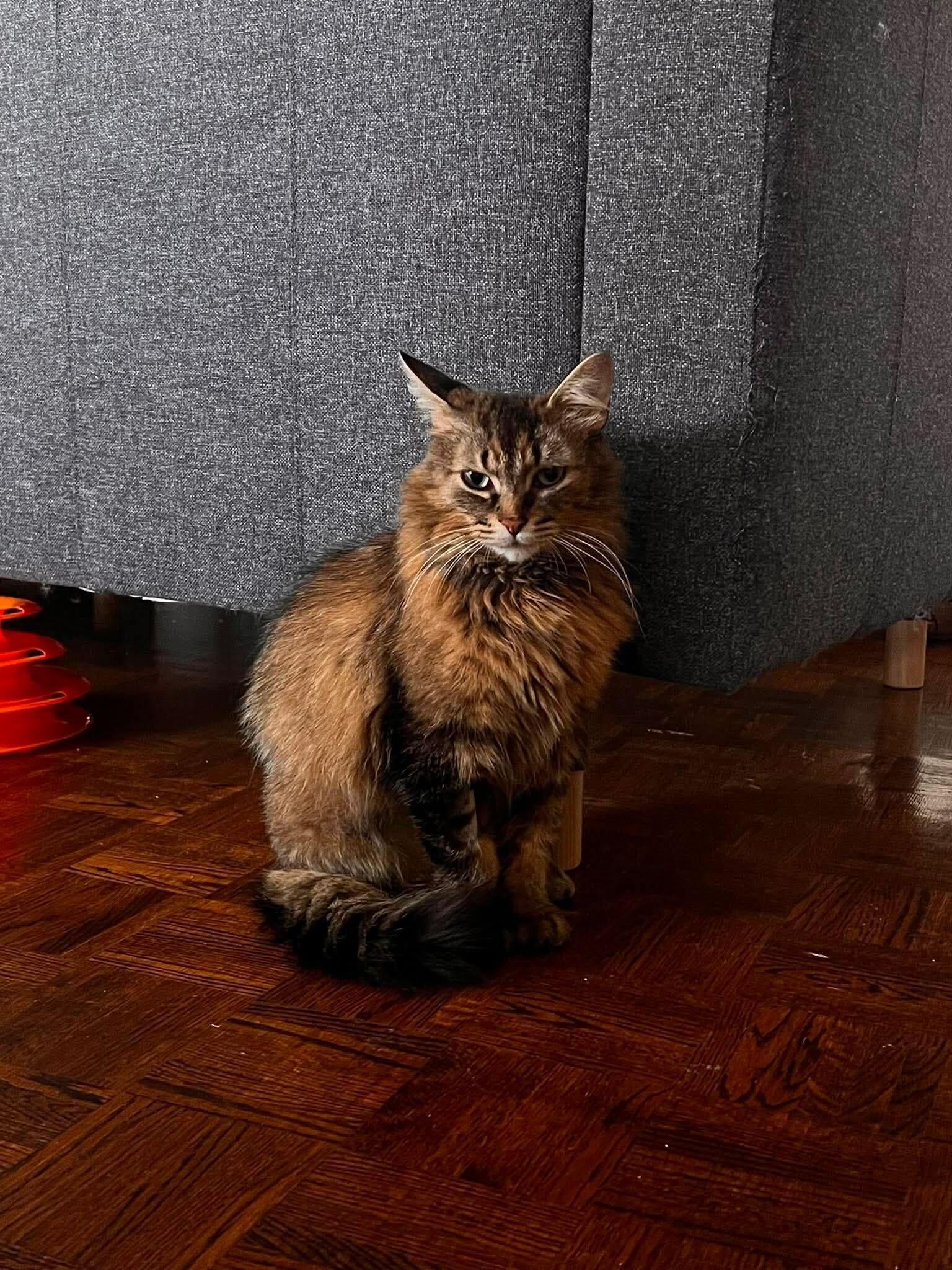 Enlarge Agatha, a Adoptable Domestic Medium Hair in Toronto, ON image 2/2
