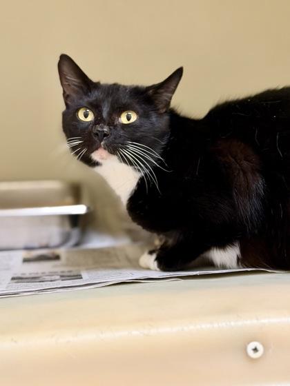 Strawberry Jam, Adoptable, Young Female Domestic Short Hair & Domestic Short Hair.