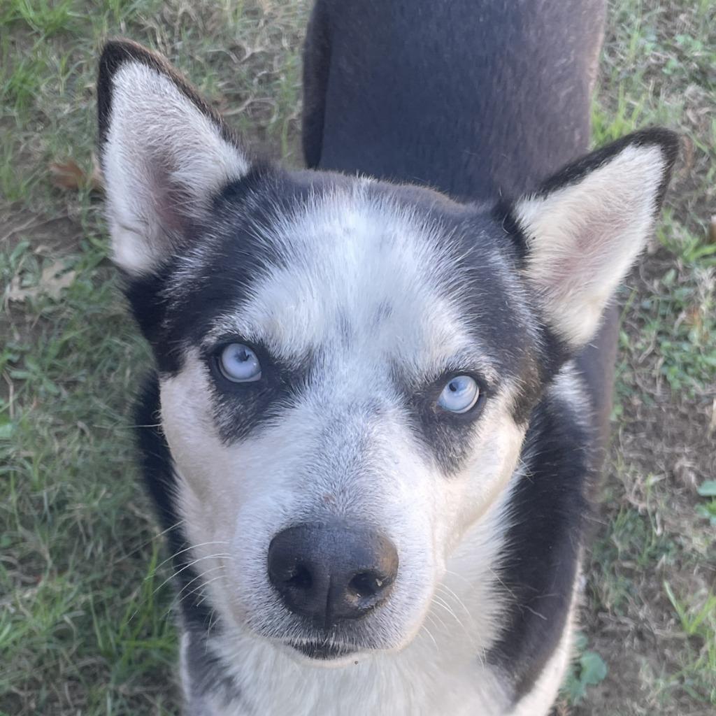 Enlarge Juliet, a Adoptable Husky in Brenham, TX image 5/6