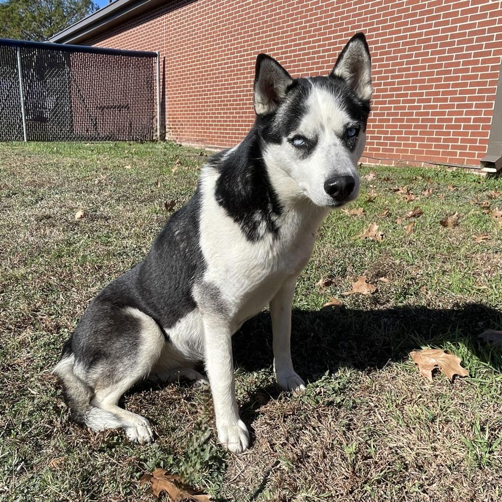 Enlarge Juliet, a Adoptable Husky in Brenham, TX image 3/6