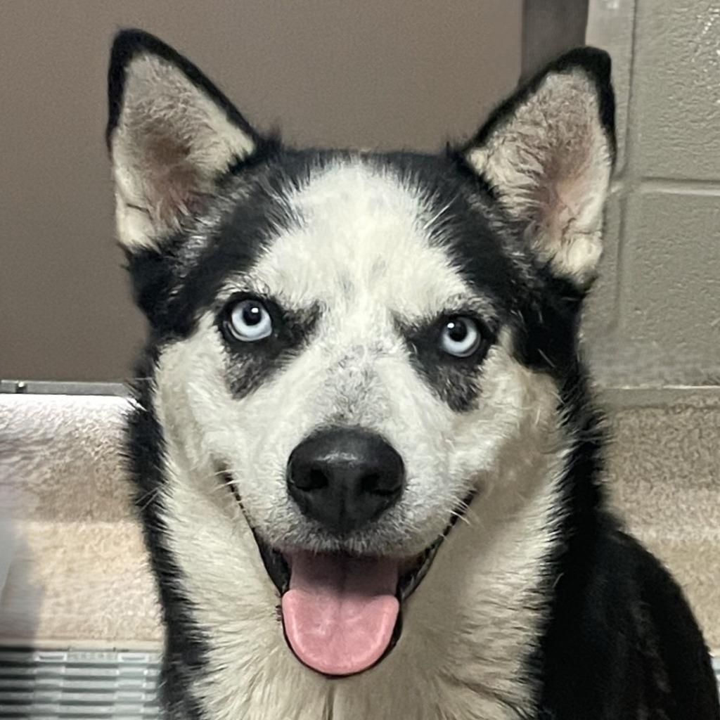 Enlarge Juliet, a Adoptable Husky in Brenham, TX image 1/6
