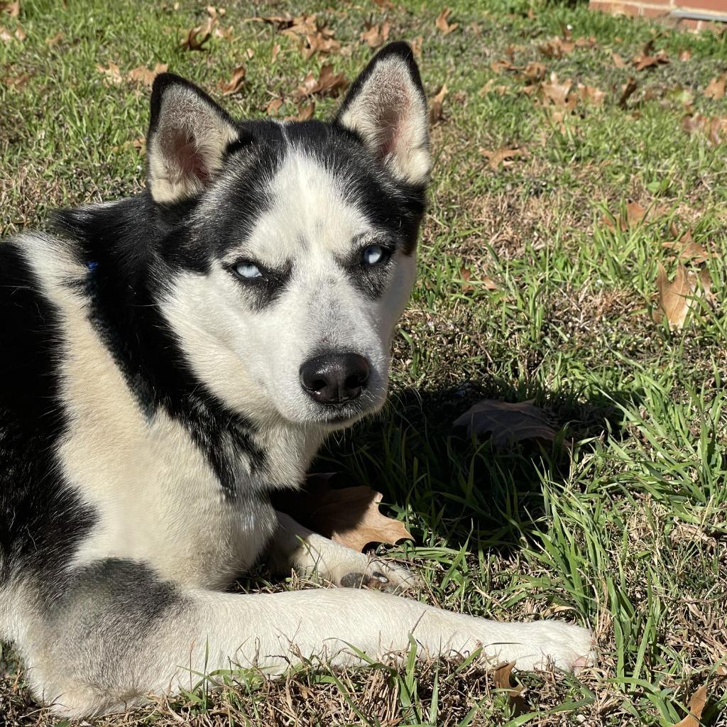 Enlarge Juliet, a Adoptable Husky in Brenham, TX image 4/6