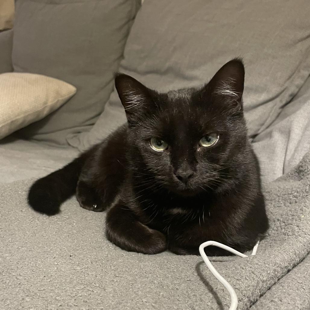 Roma, Adoptable, Adult Female Domestic Short Hair.