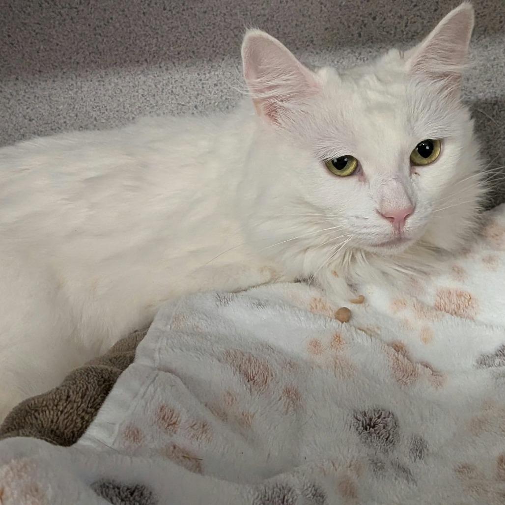 Enlarge Angel, a Adoptable Domestic Long Hair in Greenville, PA image 1/1
