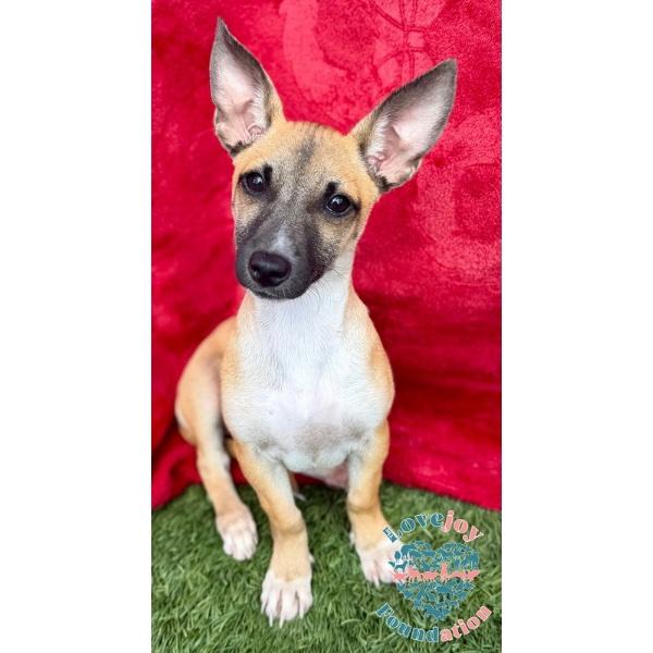 AZ Duo-Phoenix, an adopted mixed breed in Inglewood, CA image 1/2