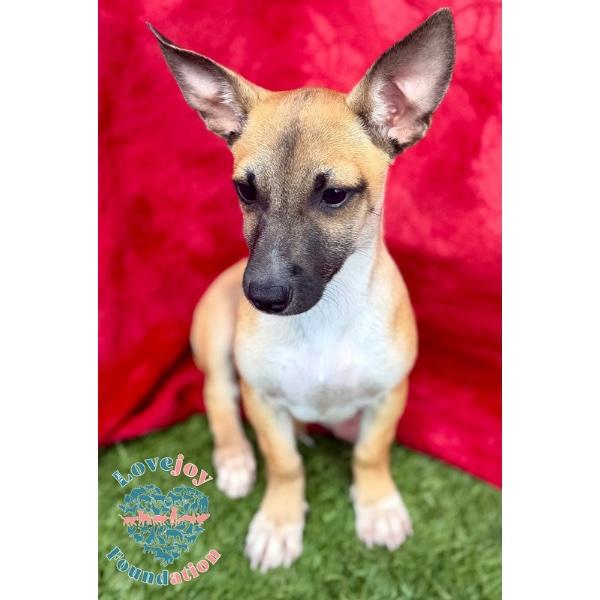 AZ Duo-Phoenix, an adopted mixed breed in Inglewood, CA image 2/2
