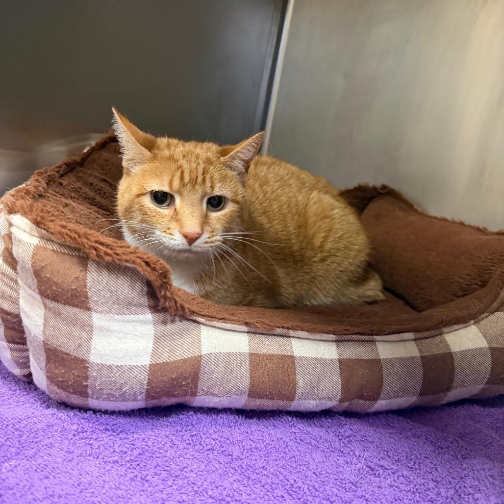 Chelsea, Adoptable, Senior Female Domestic Short Hair.
