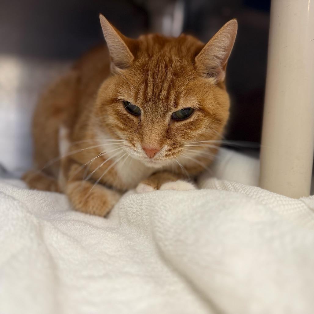 Enlarge Chelsea, a Adoptable Domestic Short Hair in Perkiomenville, PA image 3/5