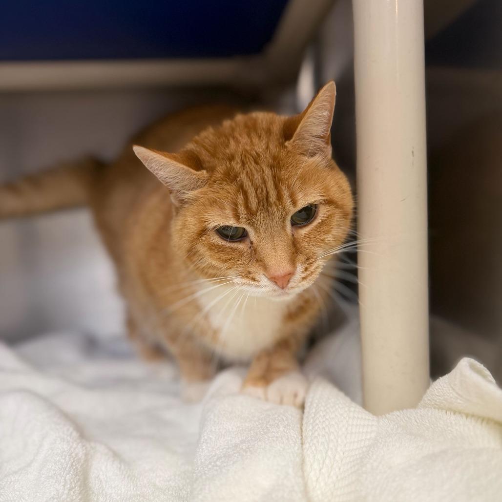 Enlarge Chelsea, a Adoptable Domestic Short Hair in Perkiomenville, PA image 4/5