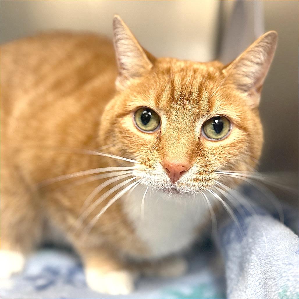 Enlarge Chelsea, a Adoptable Domestic Short Hair in Perkiomenville, PA image 2/5
