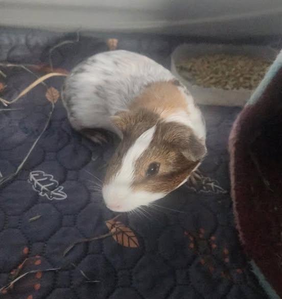 Pudge and Pebble, Adoptable, Young Male Guinea Pig.
