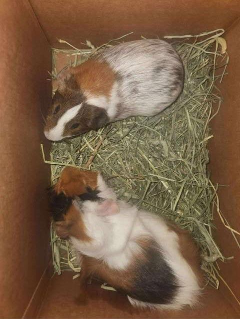 Enlarge Pudge and Pebble, a Adoptable Guinea Pig in Amherst, NY image 2/3