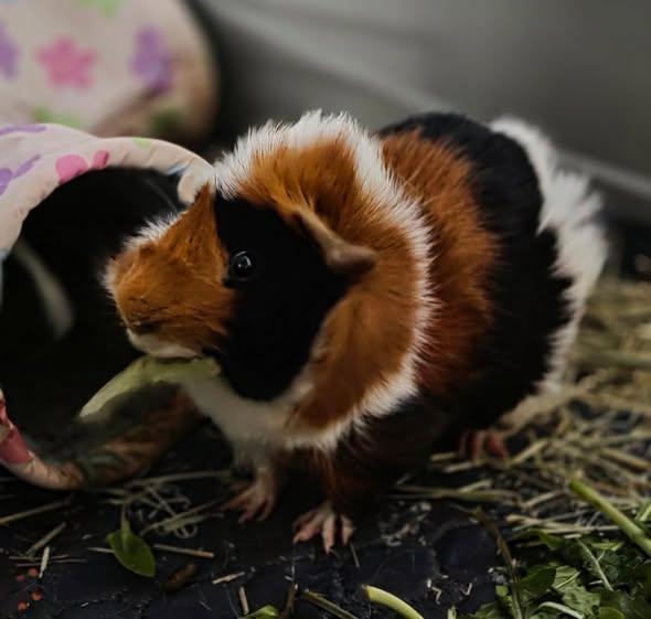 Enlarge Pudge and Pebble, a Adoptable Guinea Pig in Amherst, NY image 3/3