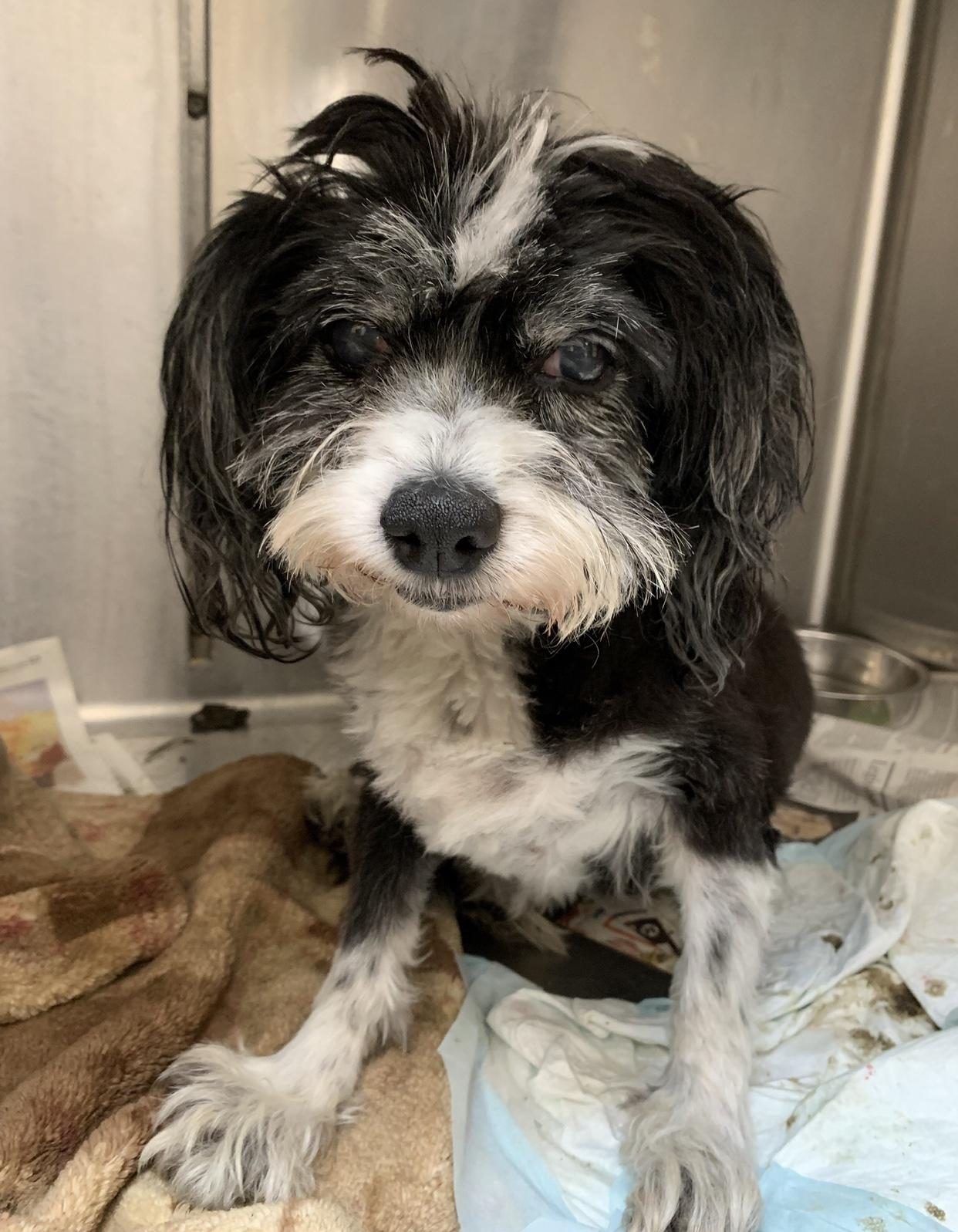 Enlarge Cally, a Adoptable Shih Tzu in Studio City, CA image 1/1