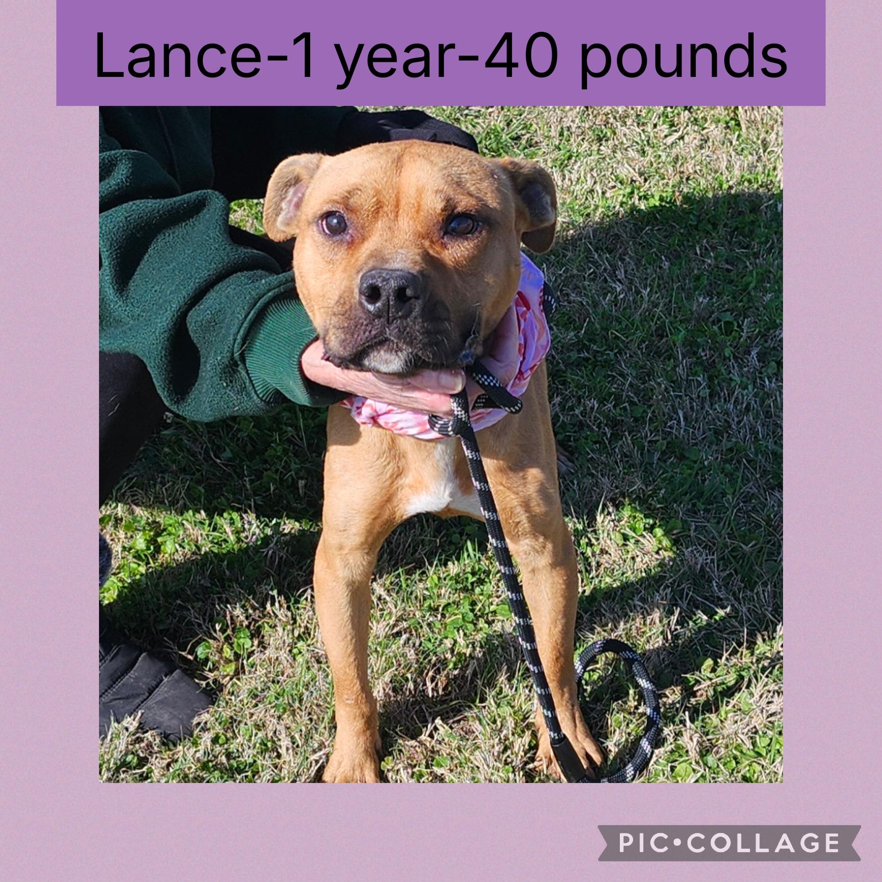 Lance, ADOPTABLE, Adult Male Pit Bull Terrier.