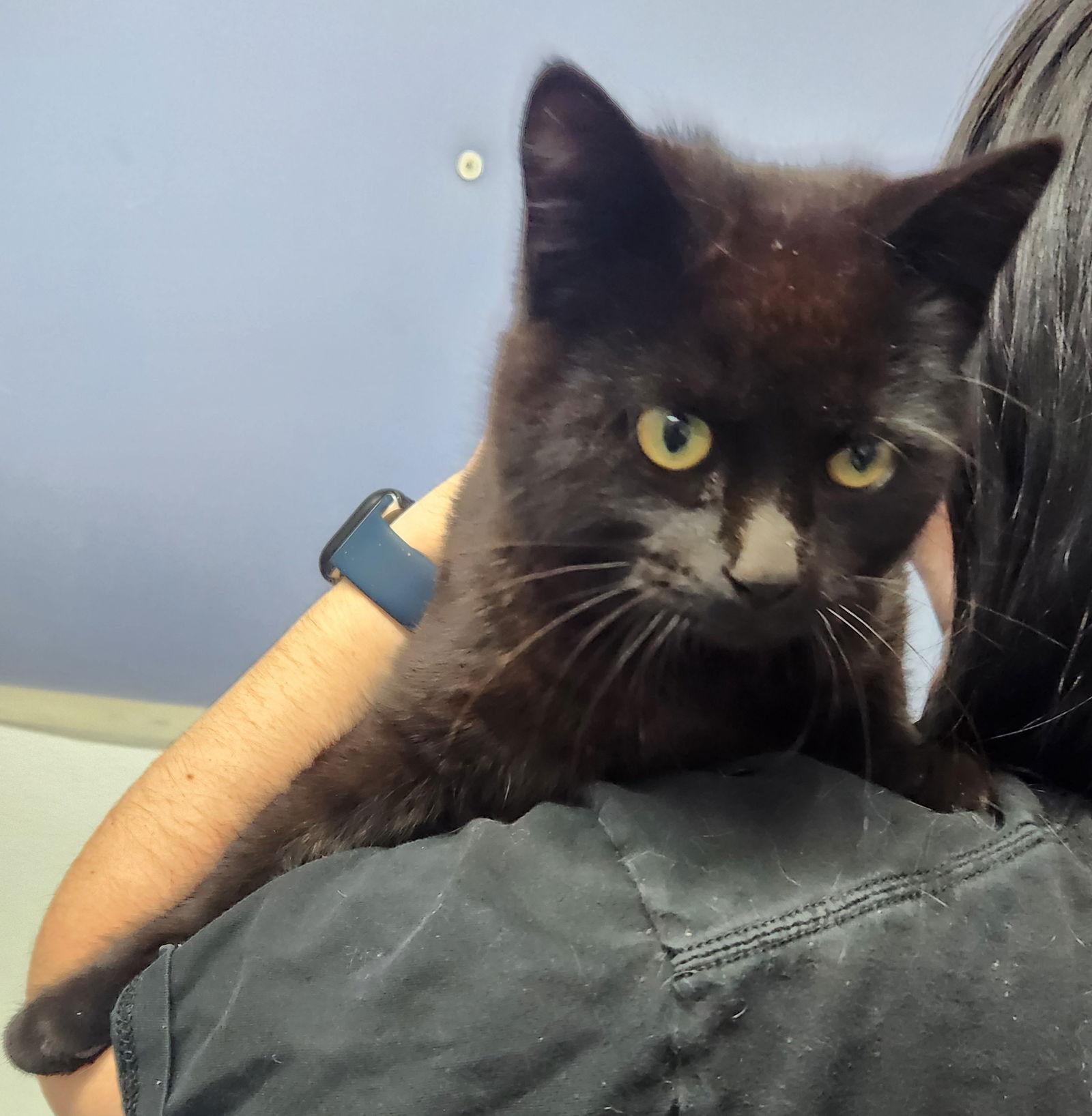 Enlarge Jethro, a Adoptable Domestic Medium Hair in Knoxville, IA image 1/1