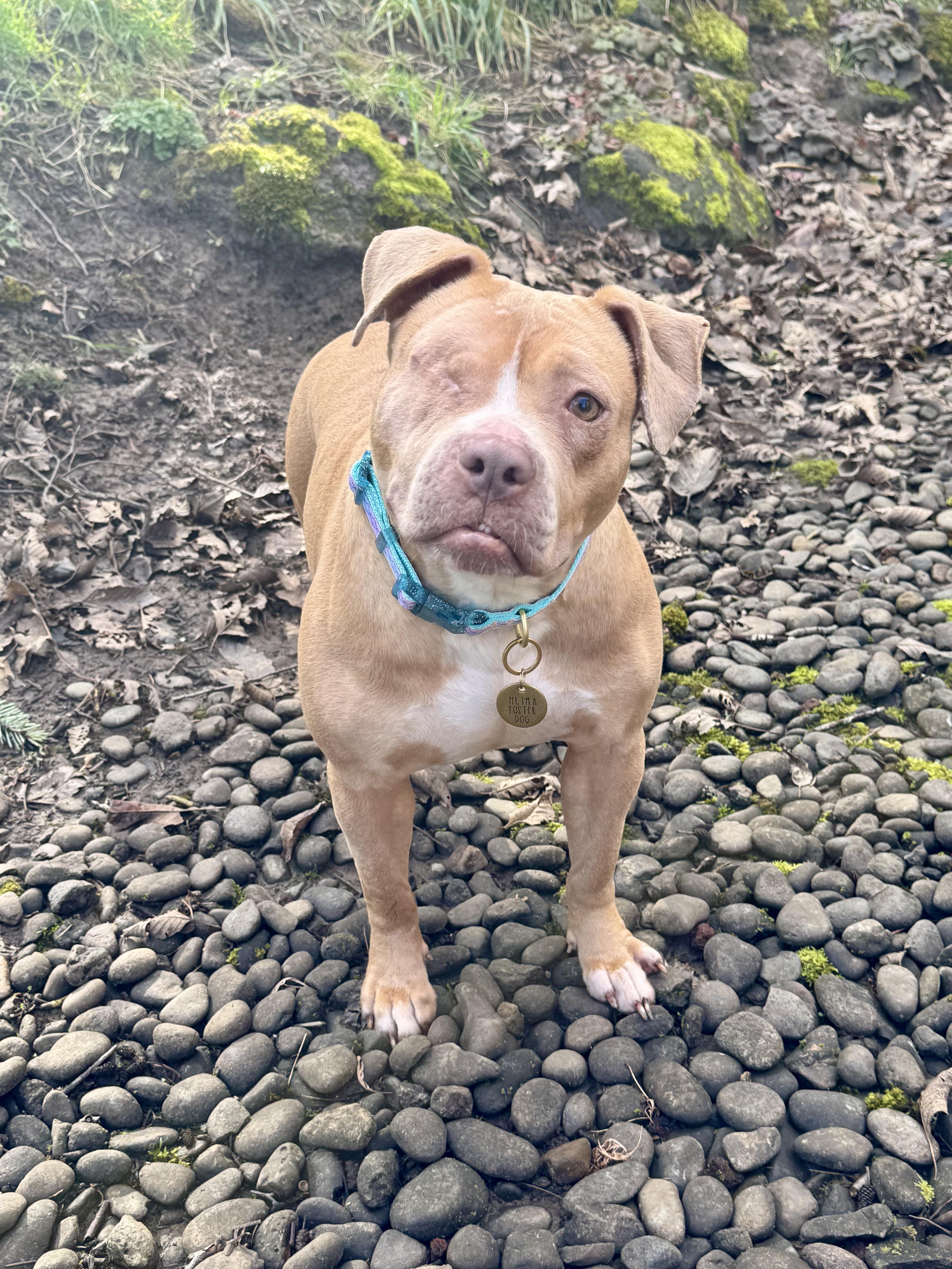 Enlarge Tinkerbell , an adopted Pit Bull Terrier in La Center, WA image 4/6
