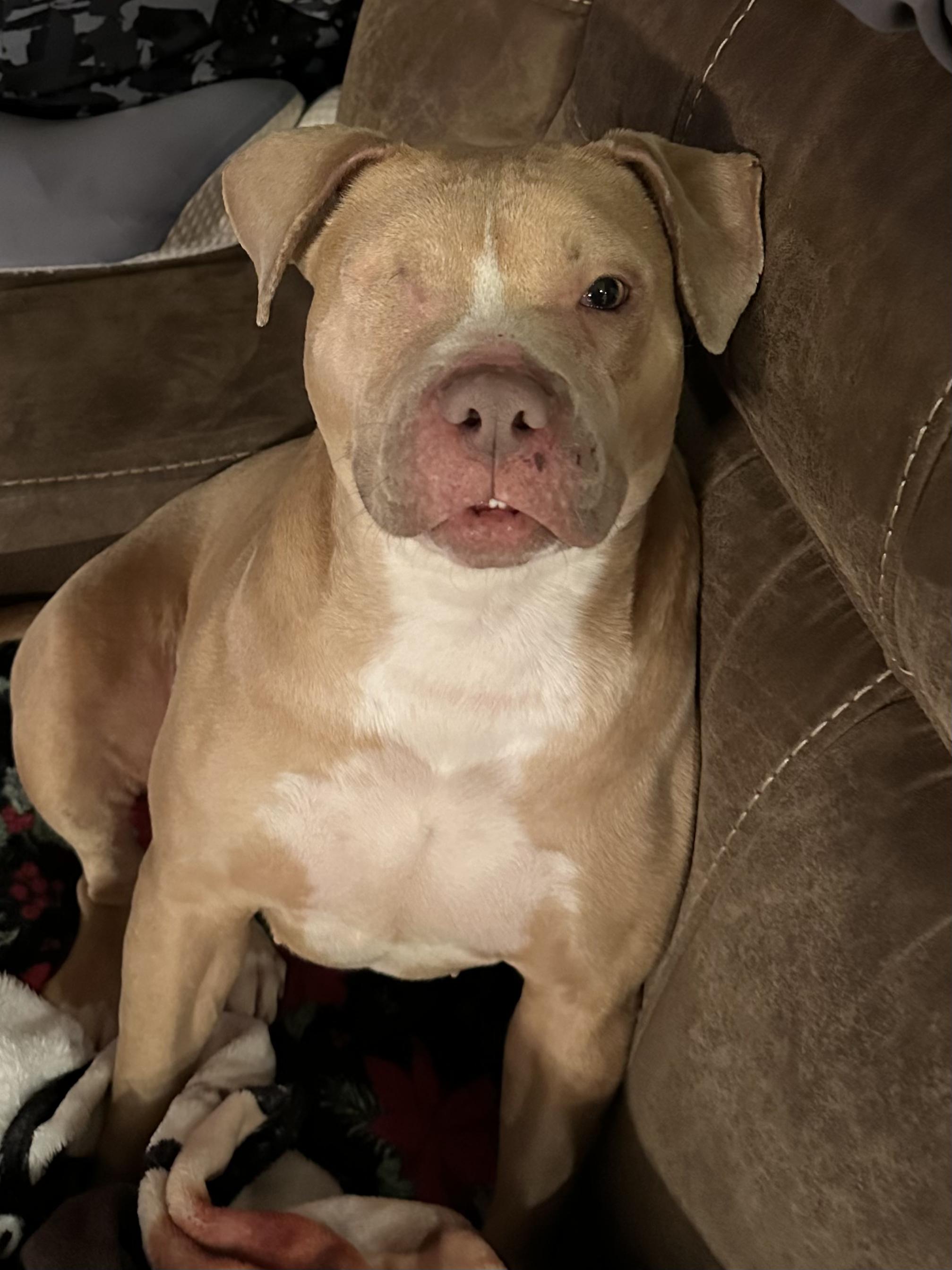 Enlarge Tinkerbell , an adopted Pit Bull Terrier in La Center, WA image 6/6