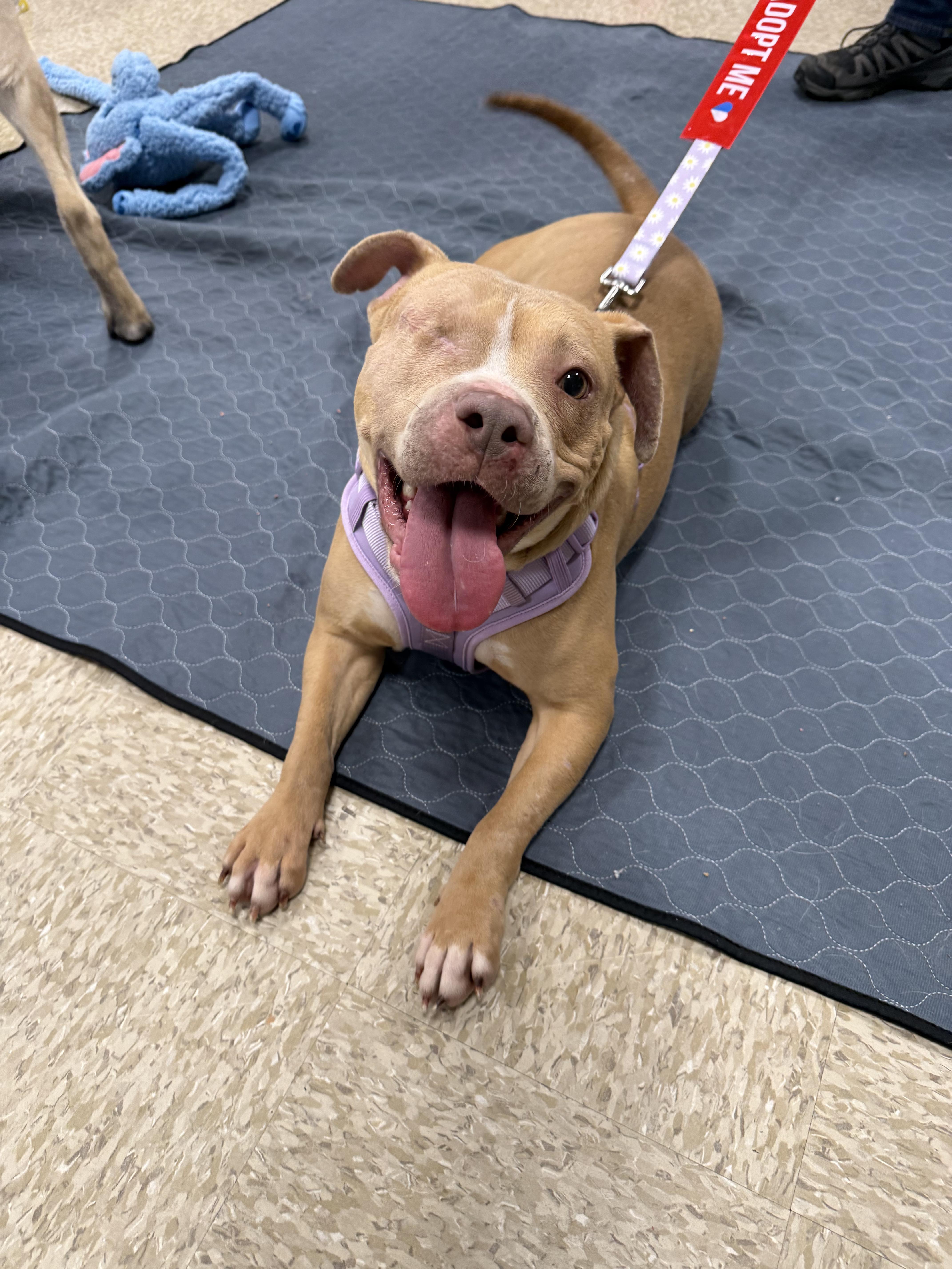 Enlarge Tinkerbell , an adopted Pit Bull Terrier in La Center, WA image 2/6