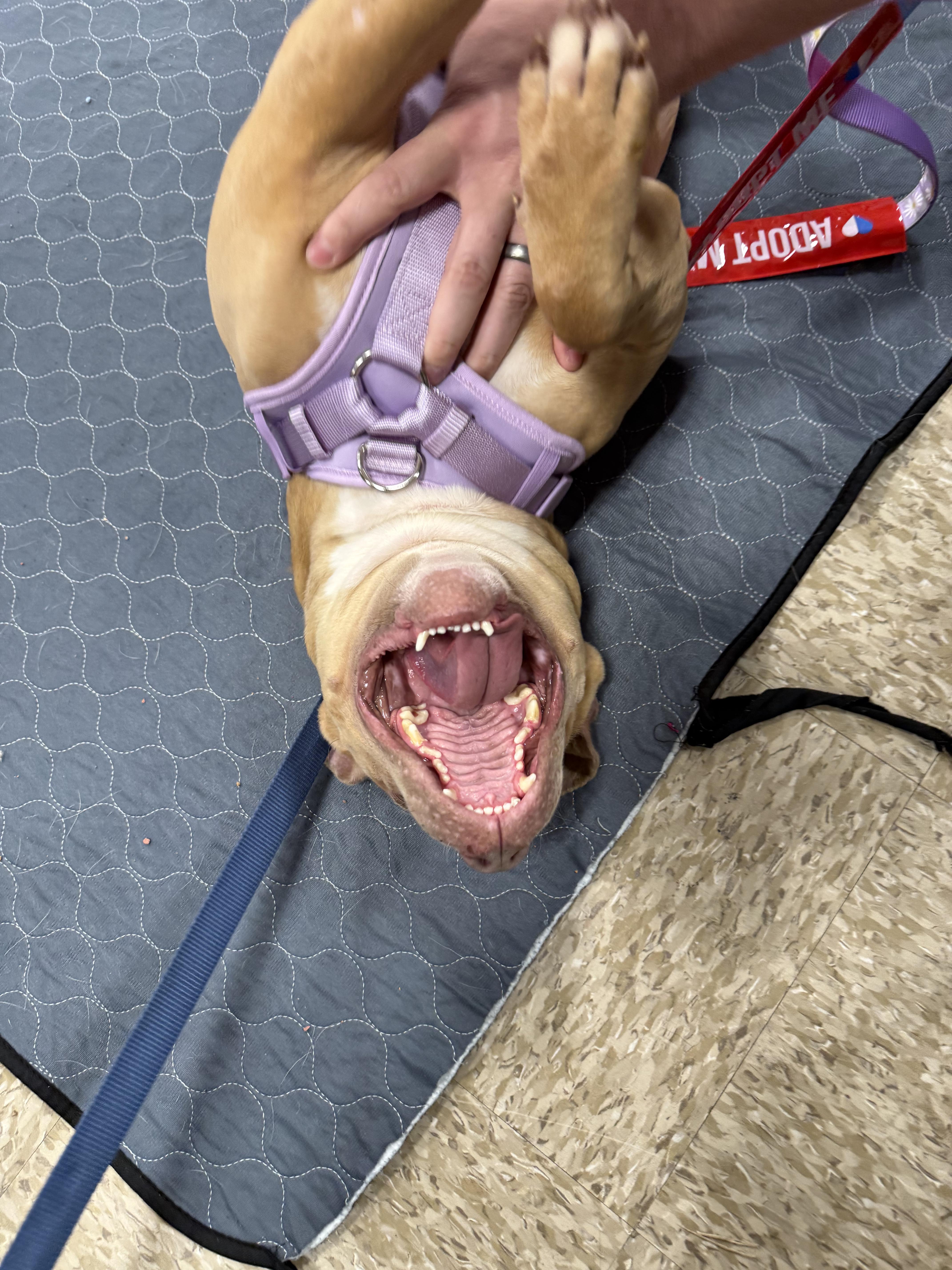 Enlarge Tinkerbell , an adopted Pit Bull Terrier in La Center, WA image 5/6