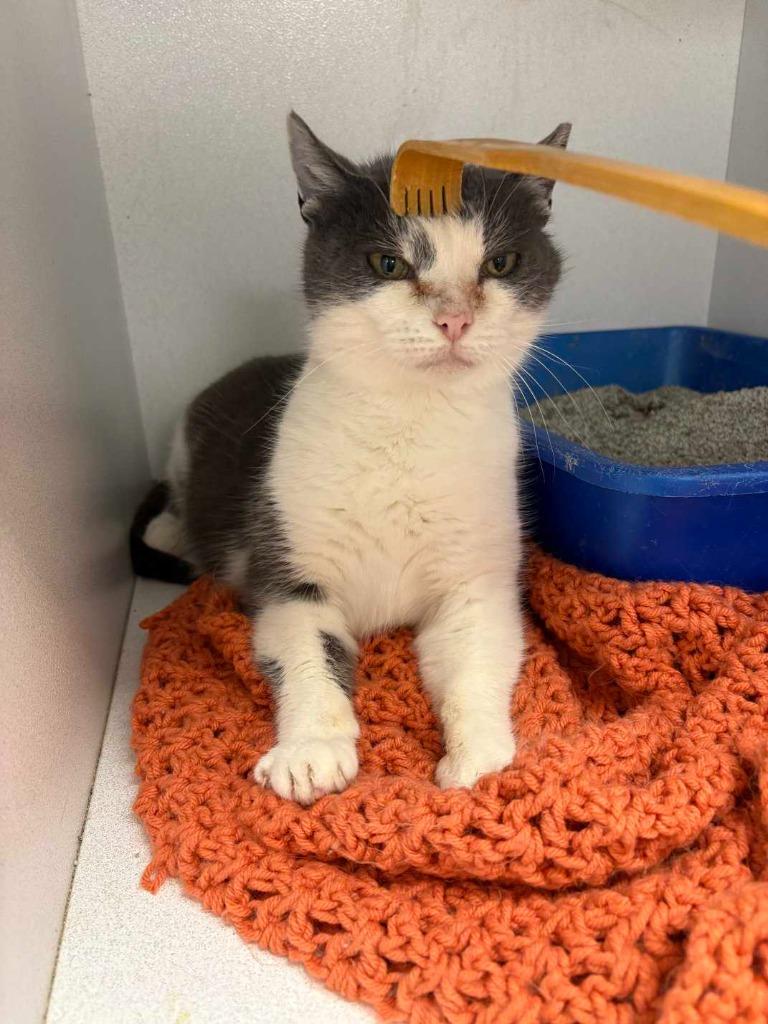 Mikala, Adoptable, Adult Female Domestic Short Hair.