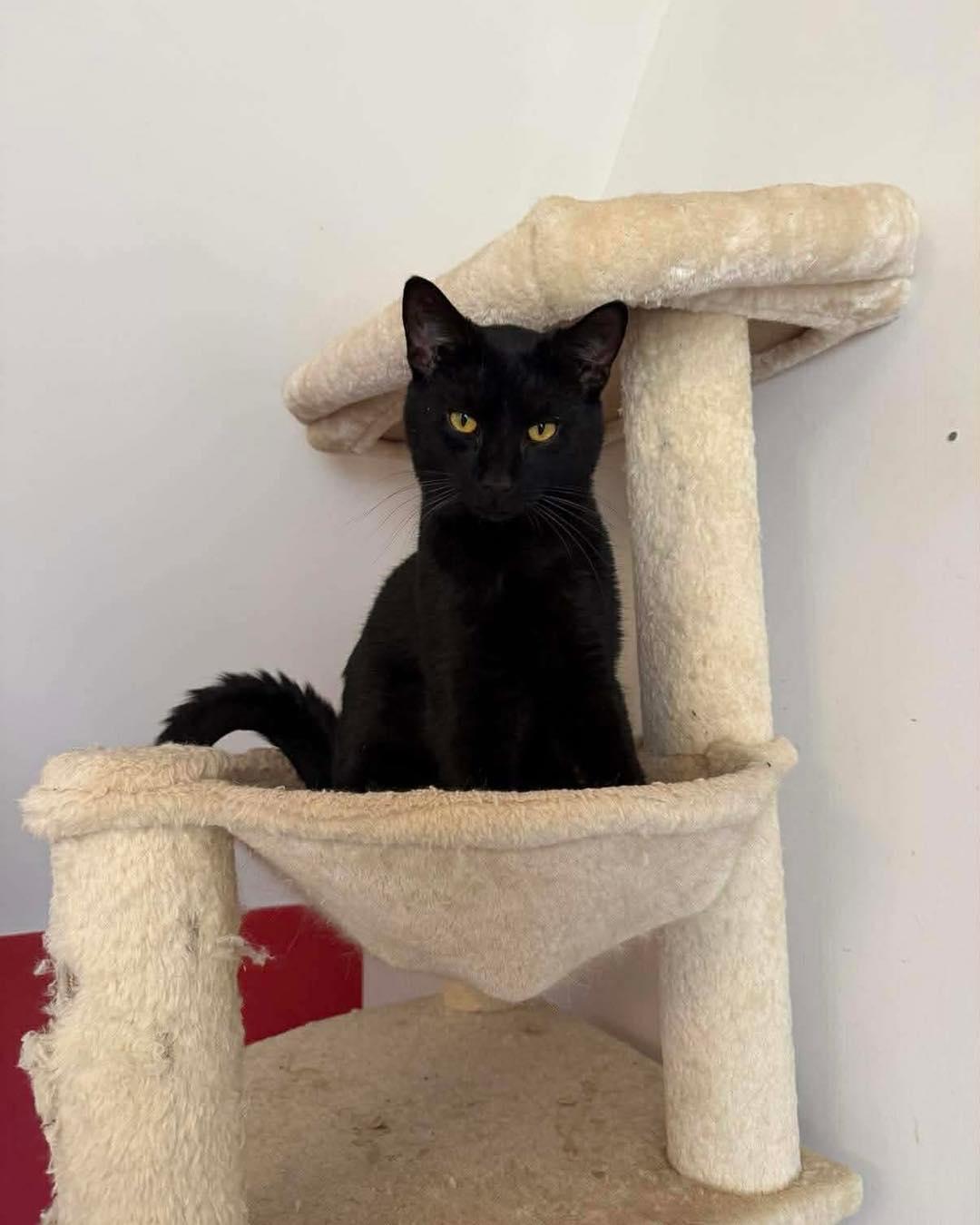 Enlarge Ozzy, a ADOPTABLE Domestic Short Hair in Pittsboro, NC image 1/1