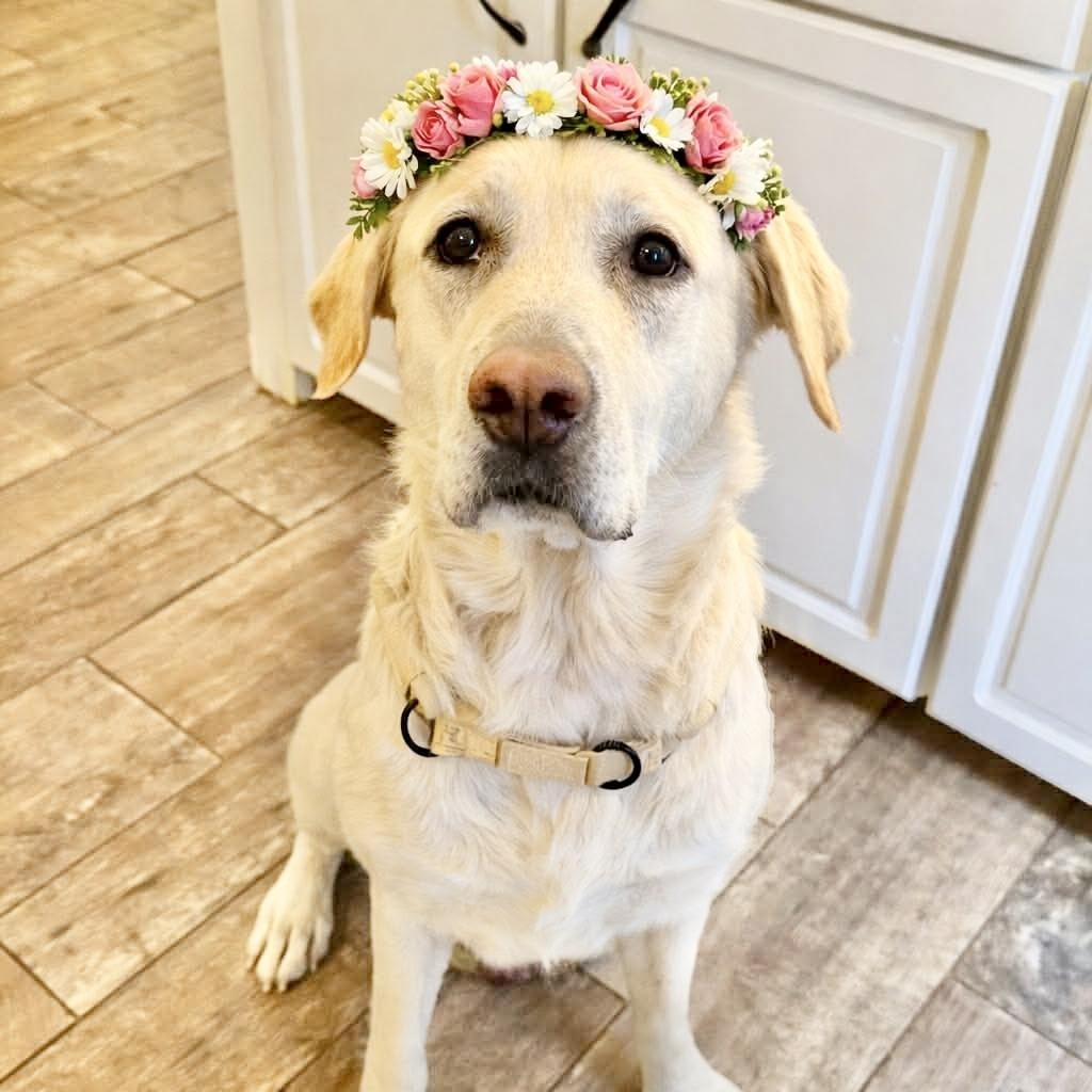 Mabel, adopted, Adult Female Labrador Retriever.