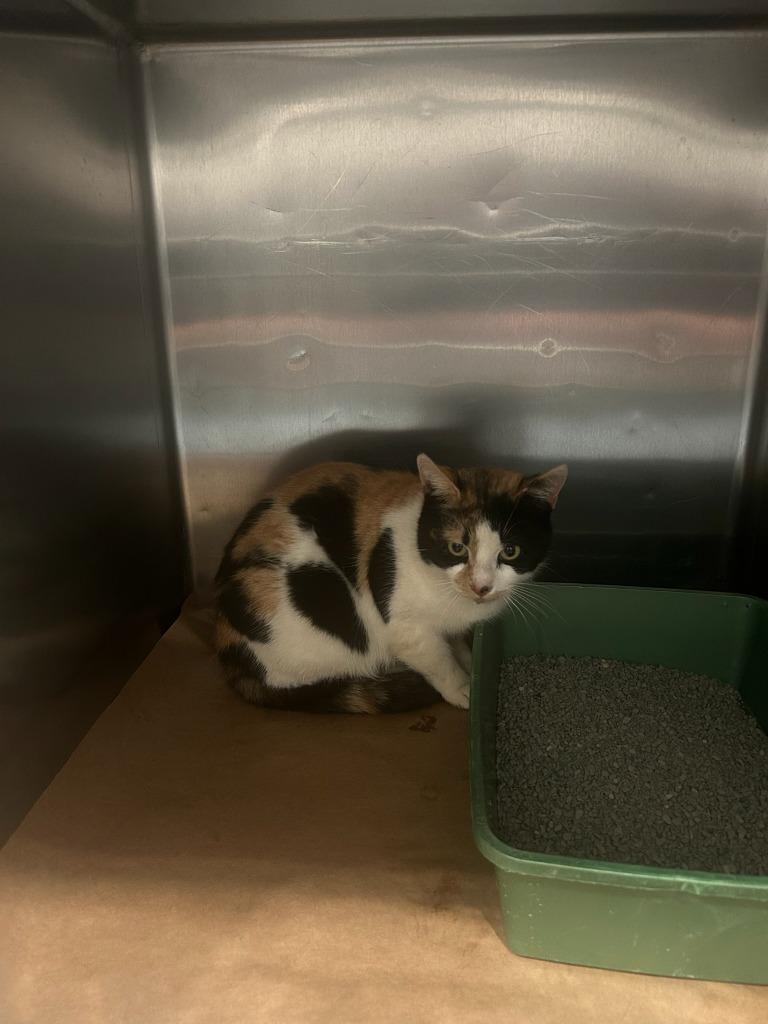 Rosa, Adoptable, Young Female Domestic Short Hair.