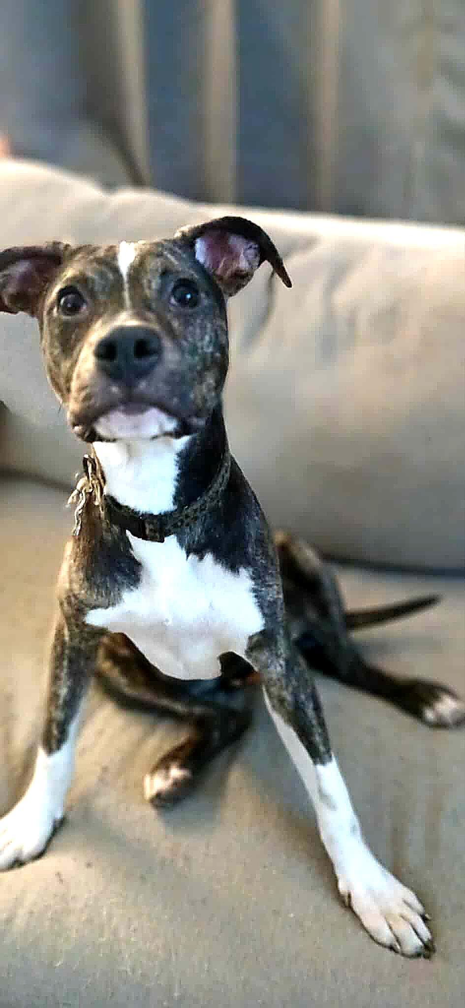 Enlarge Amy, a ADOPTABLE Mixed Breed in Kenosha, WI image 1/3