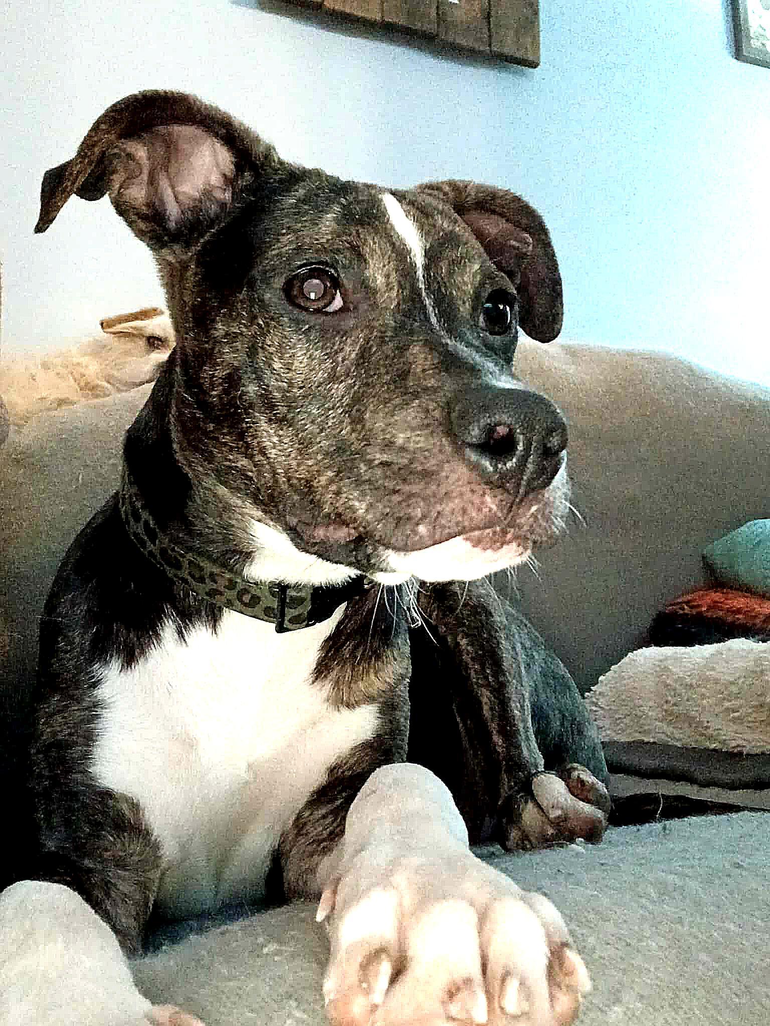 Enlarge Amy, a ADOPTABLE Mixed Breed in Kenosha, WI image 3/3