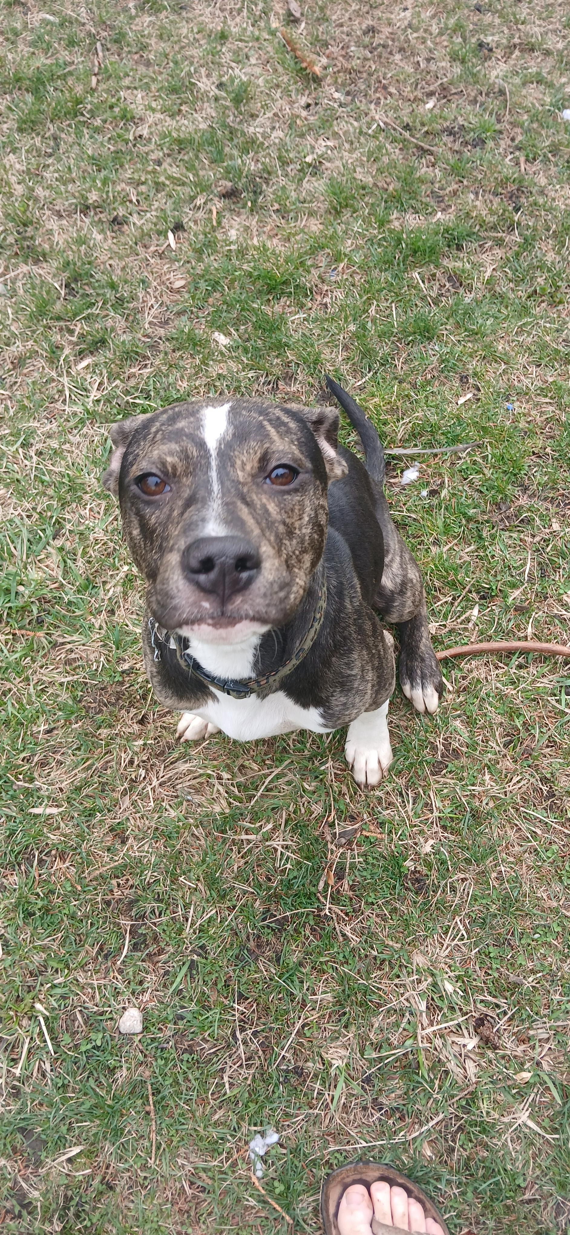 Enlarge Amy, a ADOPTABLE Mixed Breed in Kenosha, WI image 2/3