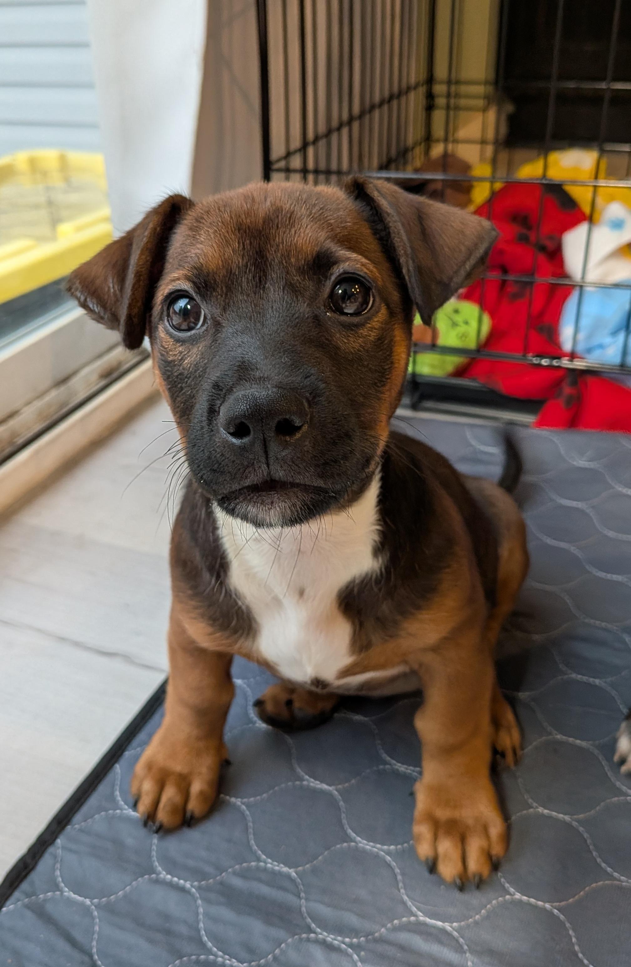Enlarge Latte, an adopted mixed breed in Parker, CO image 1/5