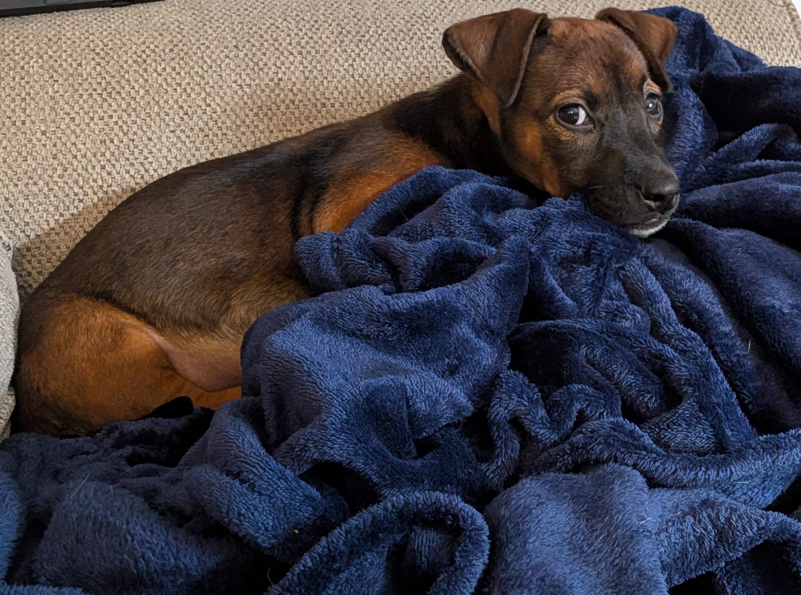 Enlarge Latte, an adopted mixed breed in Parker, CO image 3/5