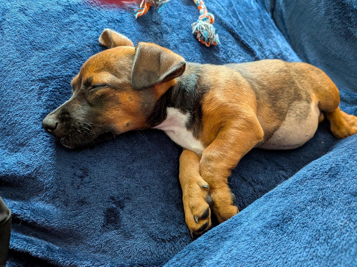 Enlarge Latte, an adopted mixed breed in Parker, CO image 5/5