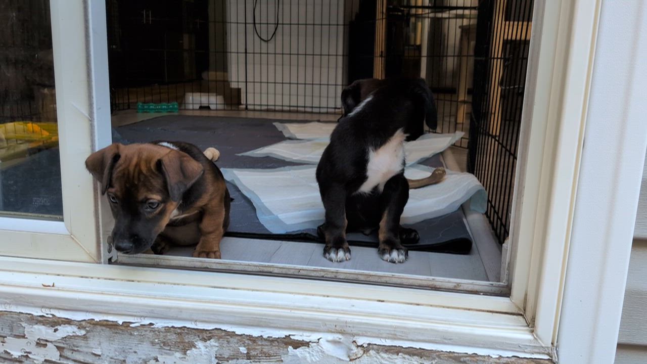 Enlarge Latte, an adopted mixed breed in Parker, CO video 4/5