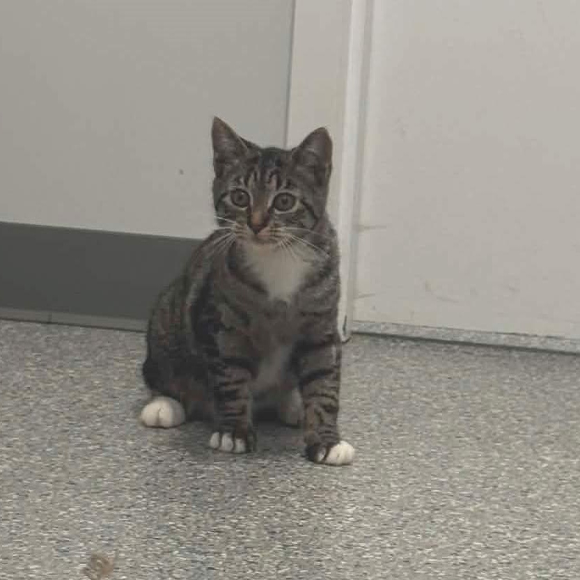 Enlarge June, a ADOPTABLE American Shorthair in Danbury, CT image 3/3
