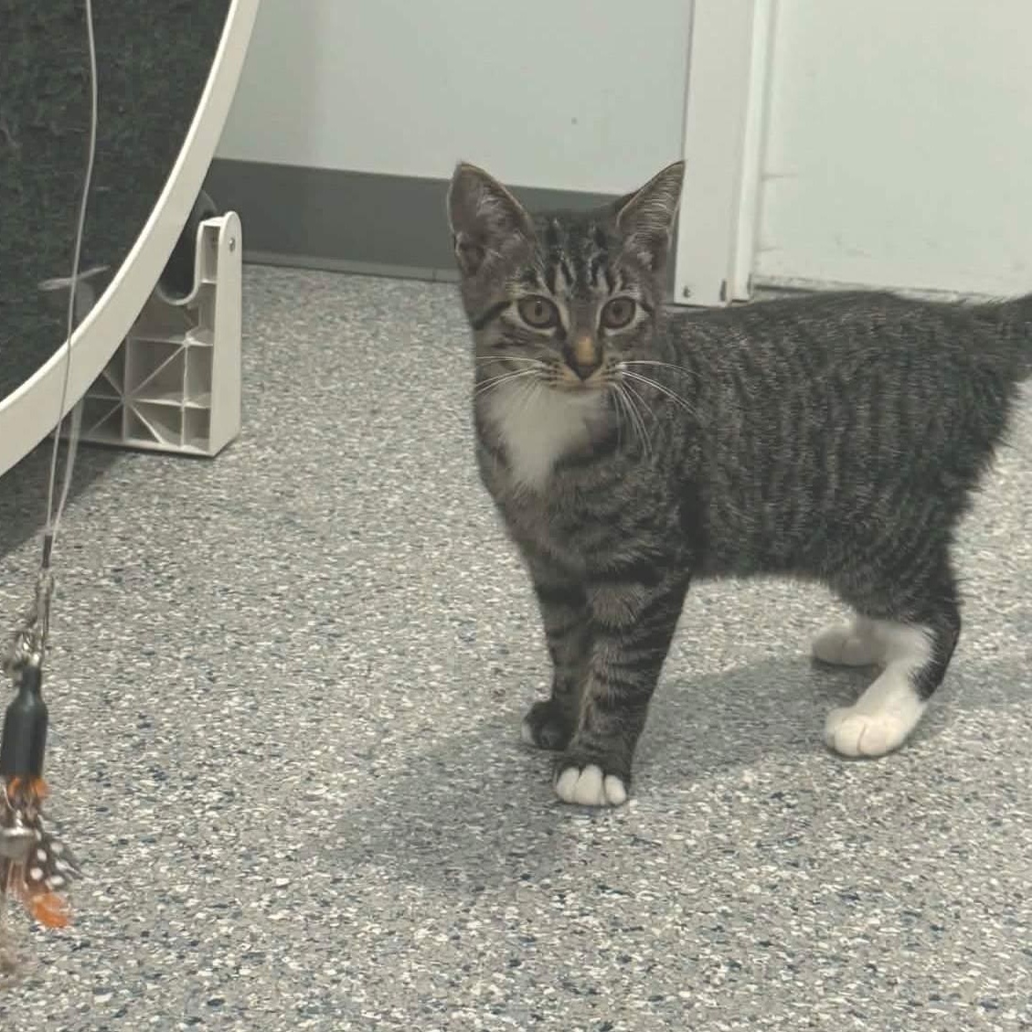 Enlarge June, a ADOPTABLE American Shorthair in Danbury, CT image 2/3
