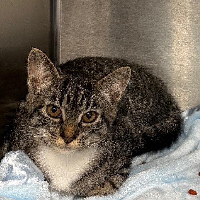 June, ADOPTABLE, Kitten Female American Shorthair.
