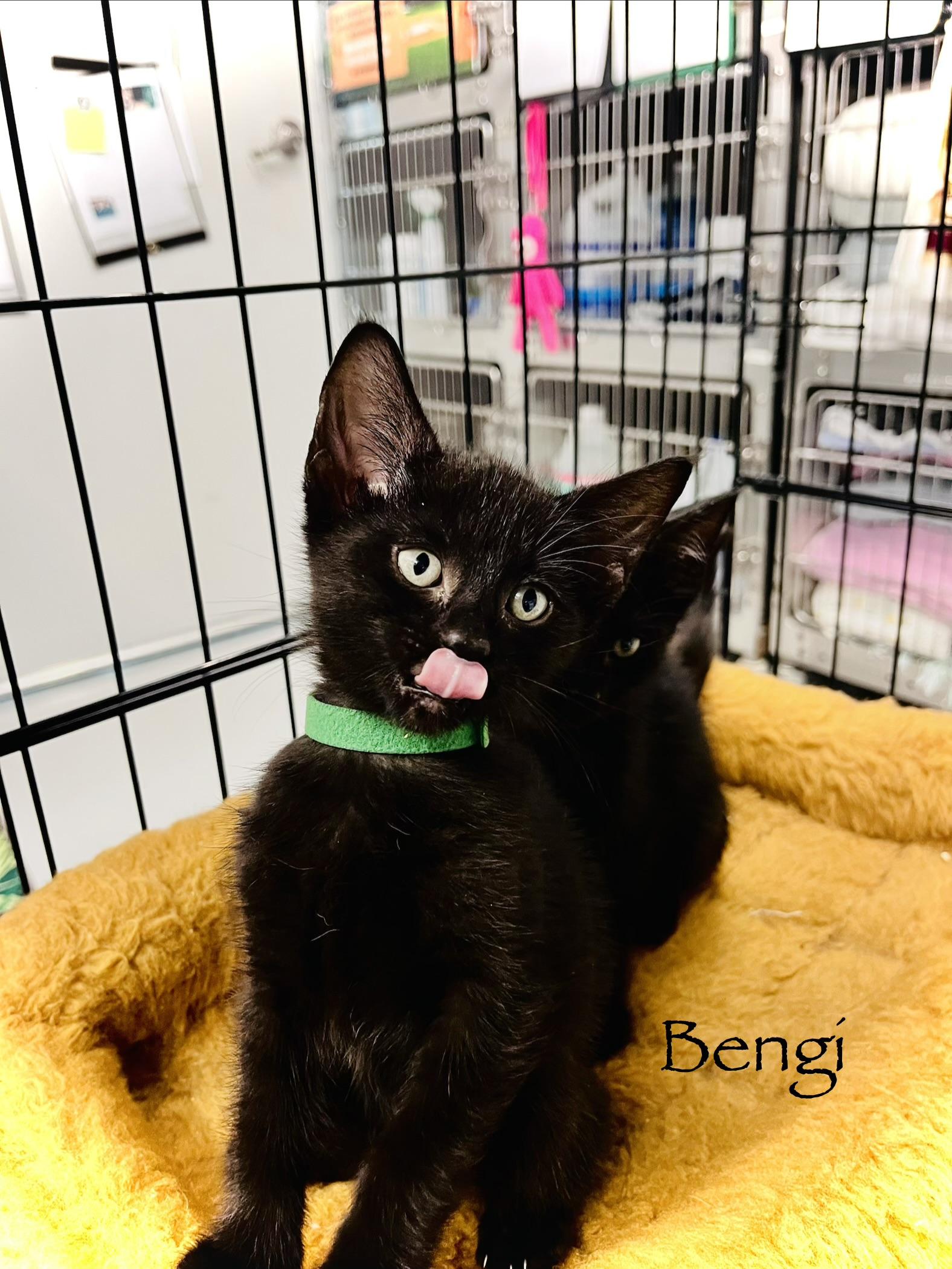 Enlarge F27-26 Bengi, a Adopted Domestic Short Hair in Nassau Bay, TX image 3/3