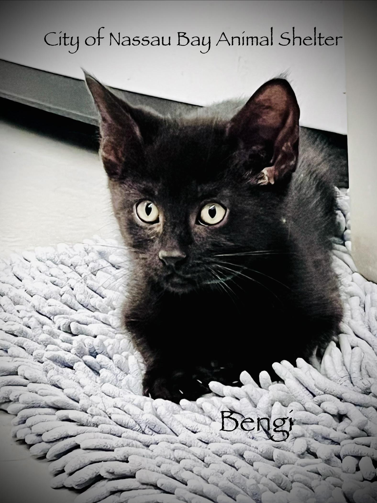 F27-26 Bengi, Adopted, Kitten Male Domestic Short Hair.