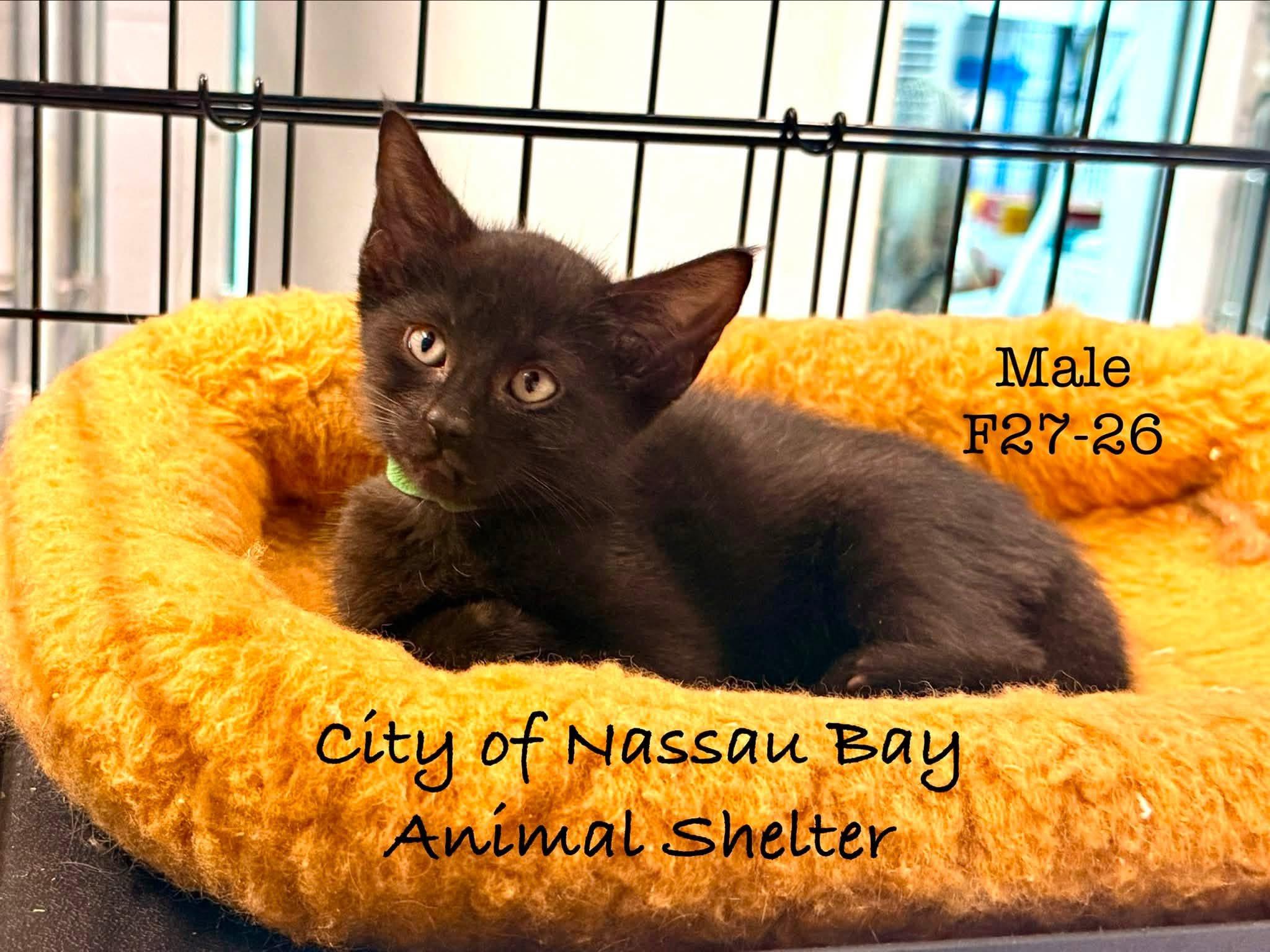 Enlarge F27-26 Bengi, a Adopted Domestic Short Hair in Nassau Bay, TX image 2/3