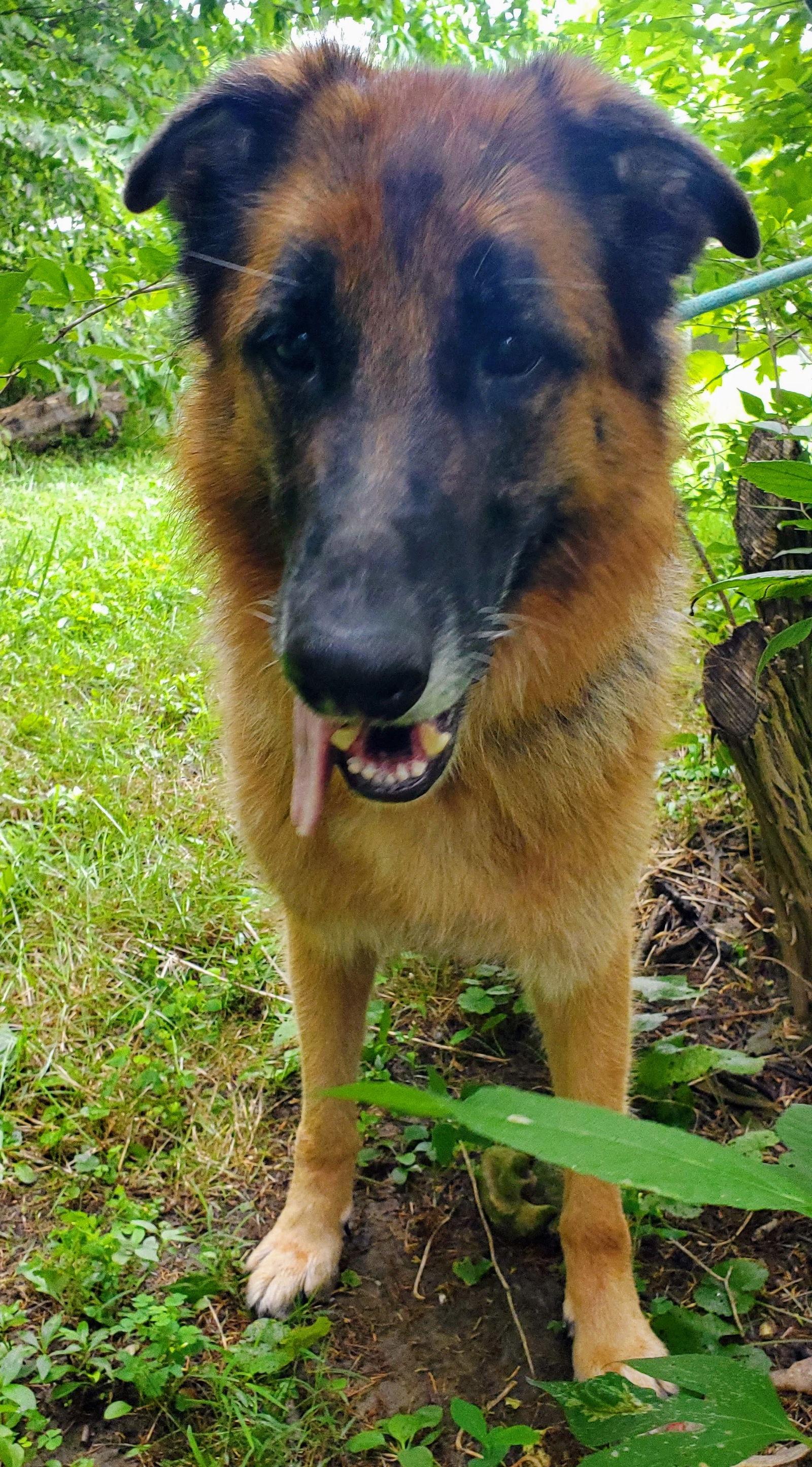 Gia, Adoptable, Young Female German Shepherd Dog.