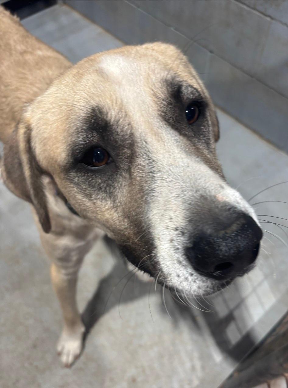 Enlarge Ringo, a Adoptable mixed breed in Davenport, IA image 5/6