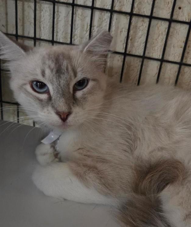 Uma, adopted, Young Female Ragdoll & Siamese.