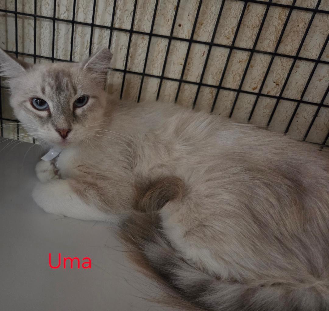 Uma, an adopted mixed breed in Las Cruces, NM image 2/2