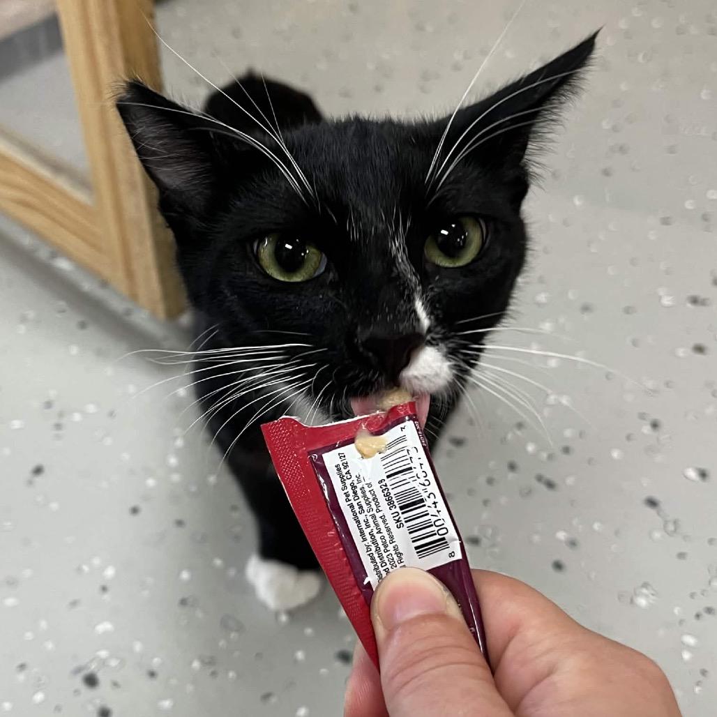 Enlarge Sammy, a Adoptable Domestic Short Hair in Yucca Valley, CA image 1/6