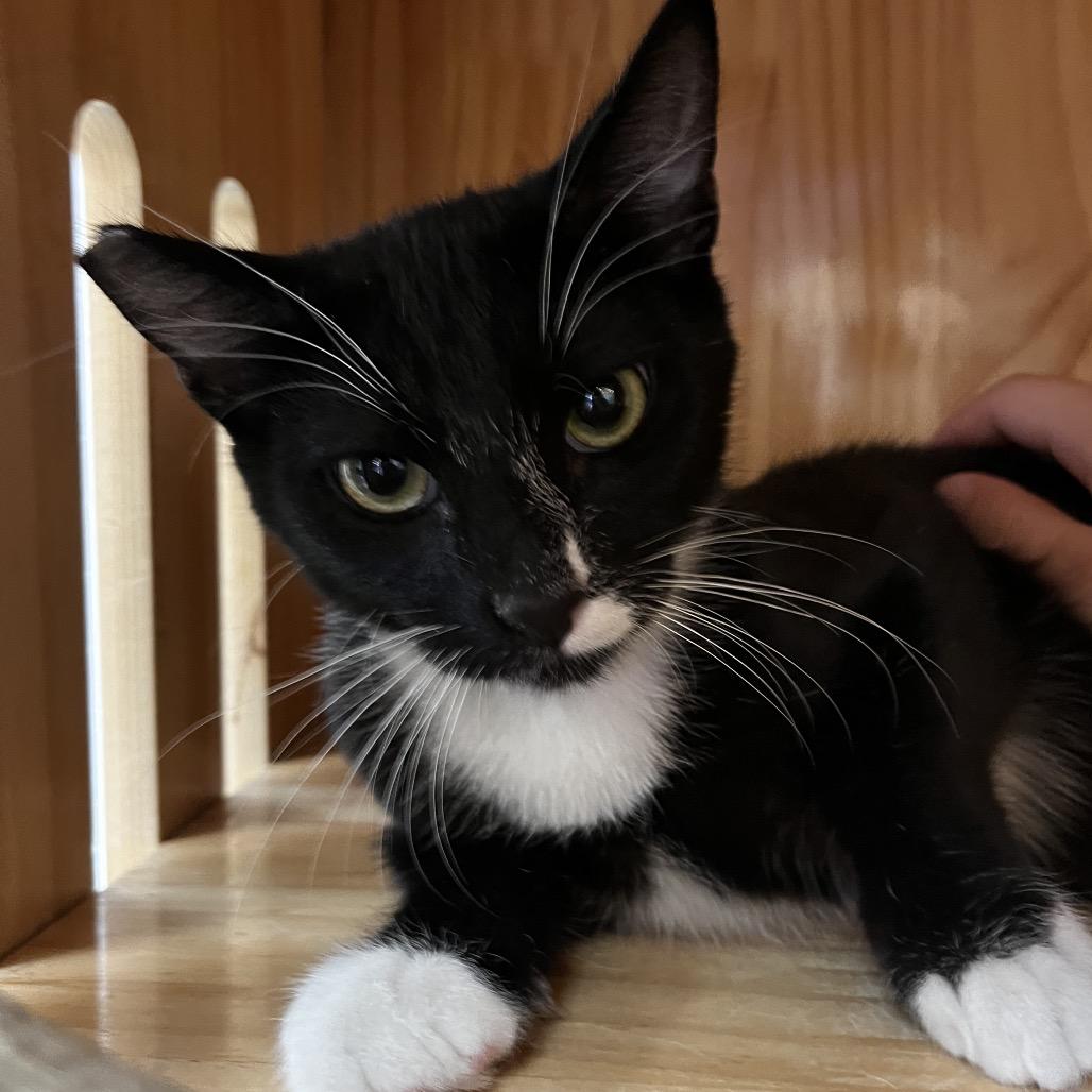 Enlarge Sammy, a Adoptable Domestic Short Hair in Yucca Valley, CA image 2/6
