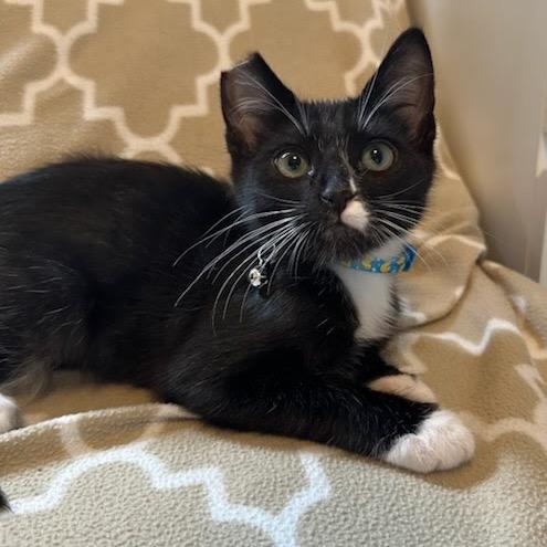 Enlarge Sammy, a Adoptable Domestic Short Hair in Yucca Valley, CA image 3/6