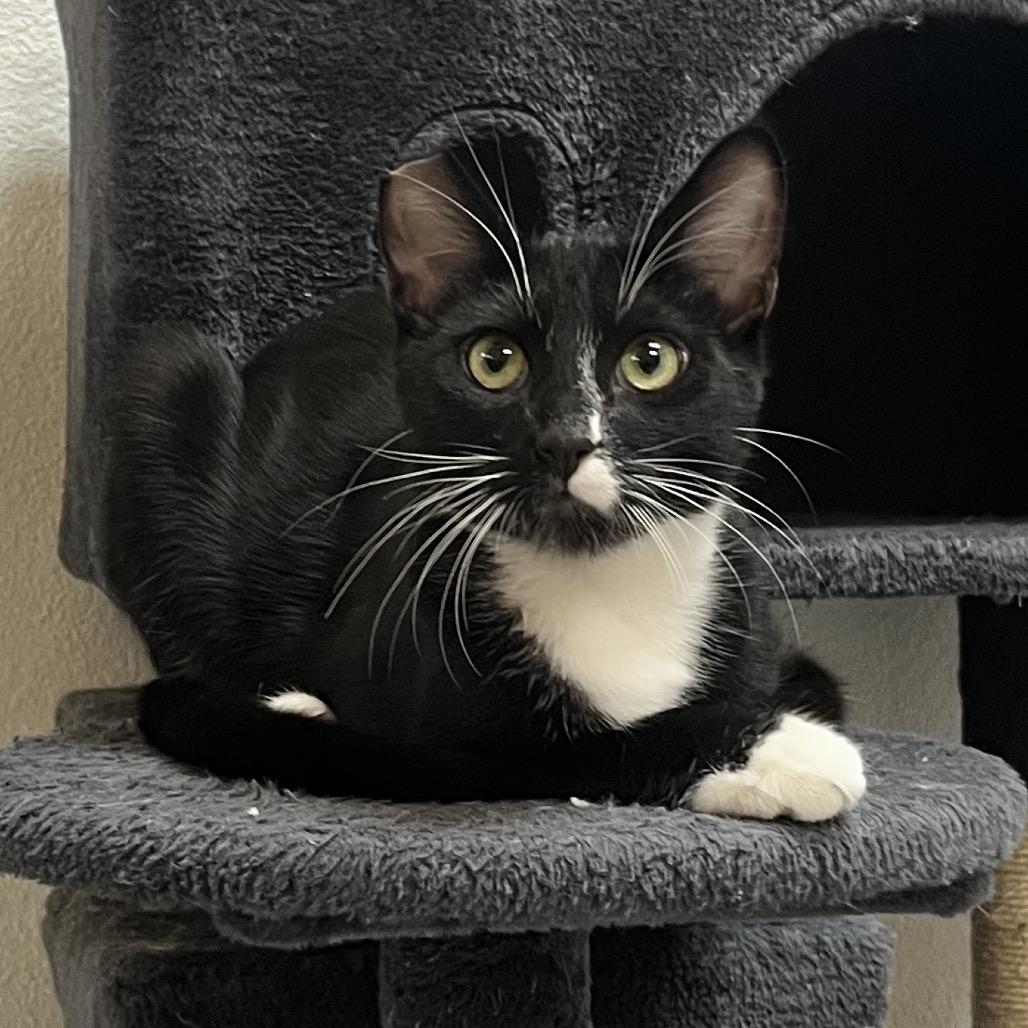 Enlarge Sammy, a Adoptable Domestic Short Hair in Yucca Valley, CA image 4/6