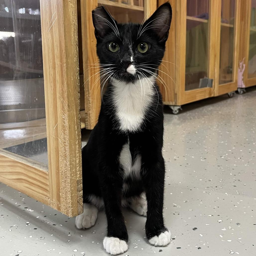 Enlarge Sammy, a Adoptable Domestic Short Hair in Yucca Valley, CA image 5/6